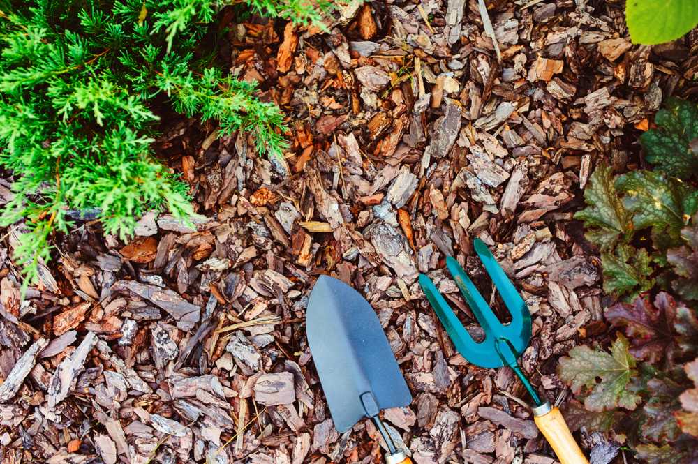 natural mulch on garden bed from pine bark pieces, with garden tools and juniperus