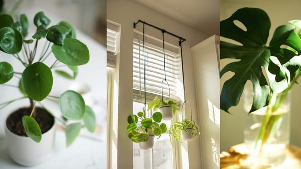 The 15 Best Houseplants for Home Decor