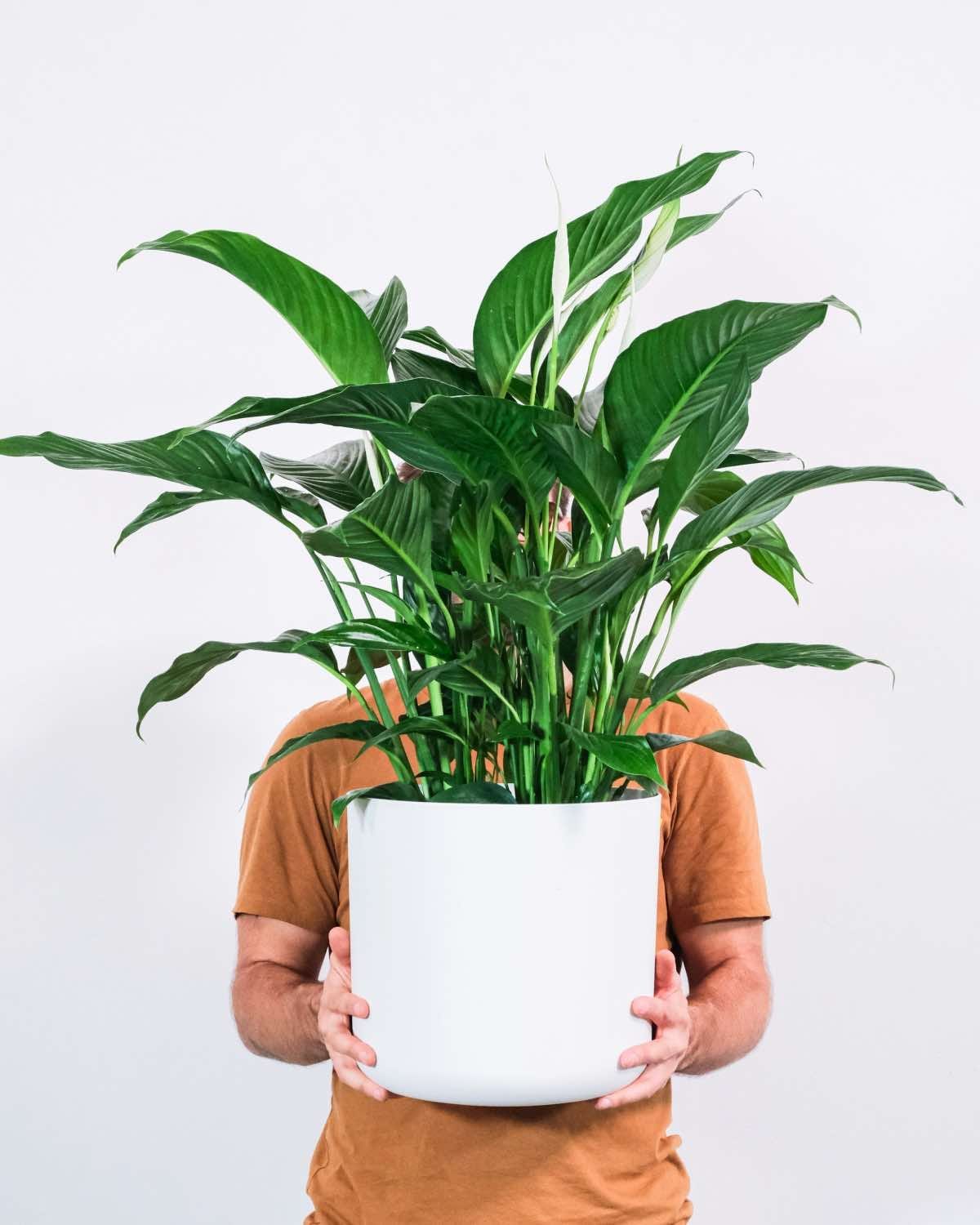 The 15 Best Houseplants for Home Decor, peace lily