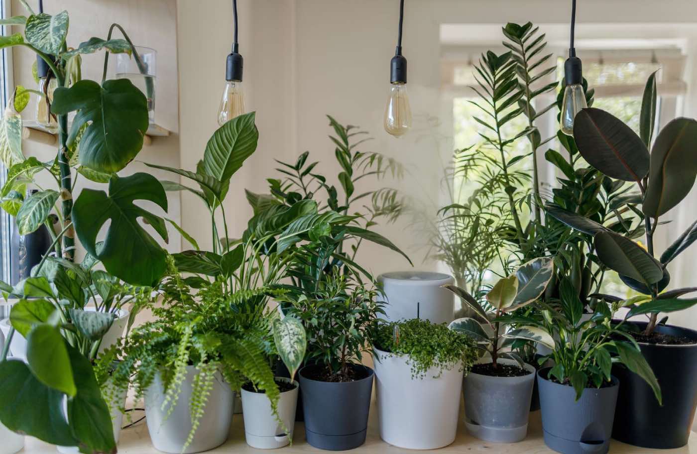 The 15 Best Houseplants for Home Decor