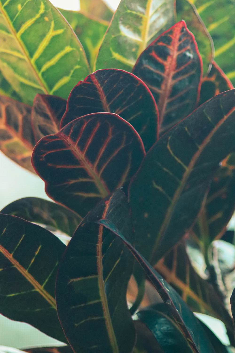 The 15 Best Houseplants for Home Decor