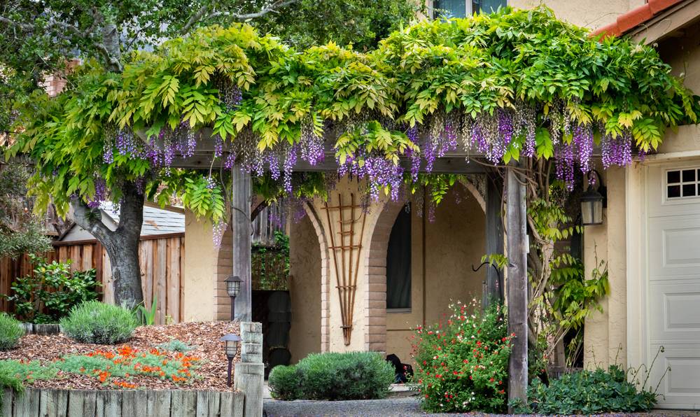 front yard landscape